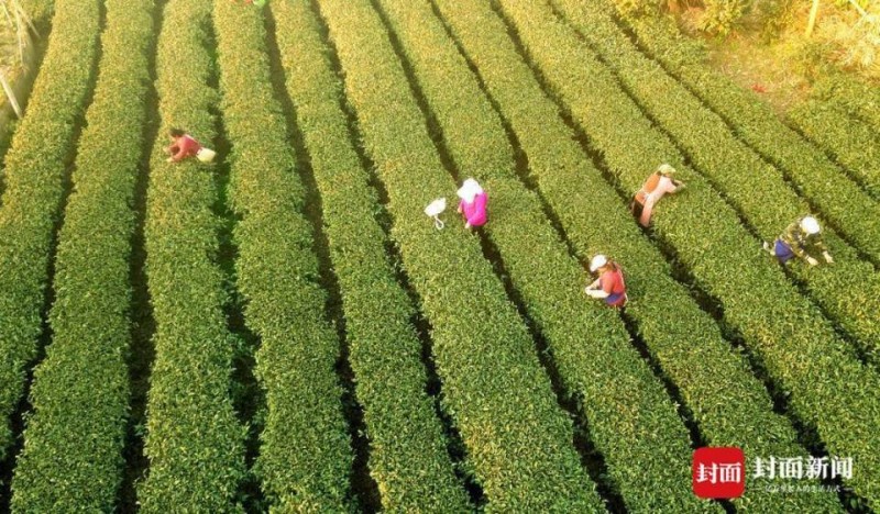 茶农抢摘、茶企抢制、茶商抢购 四川高县30万亩茶园全面进入采摘期