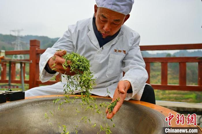 湖北三峡库区早市茶“抢鲜”开园采摘